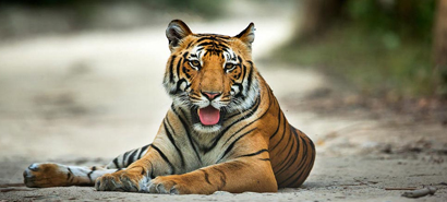 Khajuraho to Panna